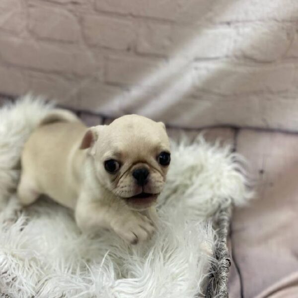 Pug-DOG-Female-Chinchilla-9822-Petland Monroeville, PA