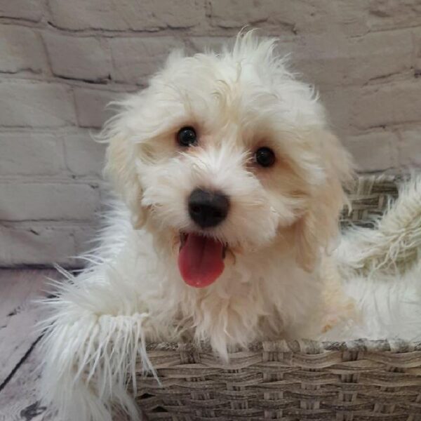 Bichon-Maltese-DOG-Male-White-9839-Petland Monroeville, PA