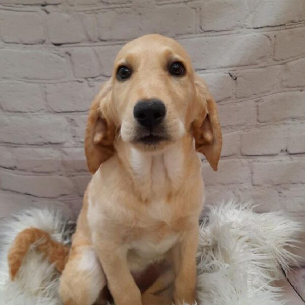 Goldendoodle-Labrador Retriever-DOG-Female-GOLDEN-9840-Petland Monroeville, PA