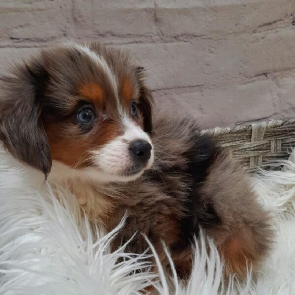 Toy Australian Shepherd-Miniature Australian Shepherd-DOG-Female-Blue Merle-9841-Petland Monroeville, PA