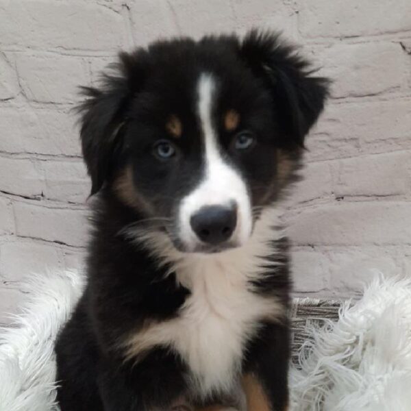 Australian Shepherd-DOG-Male-Black and White-9833-Petland Monroeville, PA