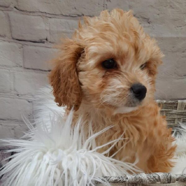 Cavachon-DOG-Male-Cream-9835-Petland Monroeville, PA