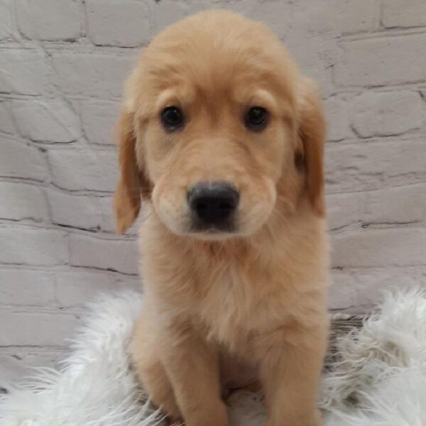 Golden Retriever-DOG-Female-Golden-9836-Petland Monroeville, PA