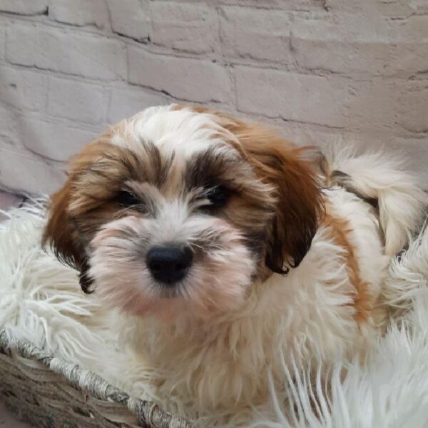 Teddy Bear-DOG-Female-Gold and White-9837-Petland Monroeville, PA