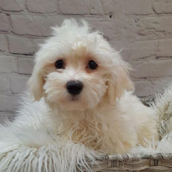 Bichon-Maltese-DOG-Female-White-9838-Petland Monroeville, PA