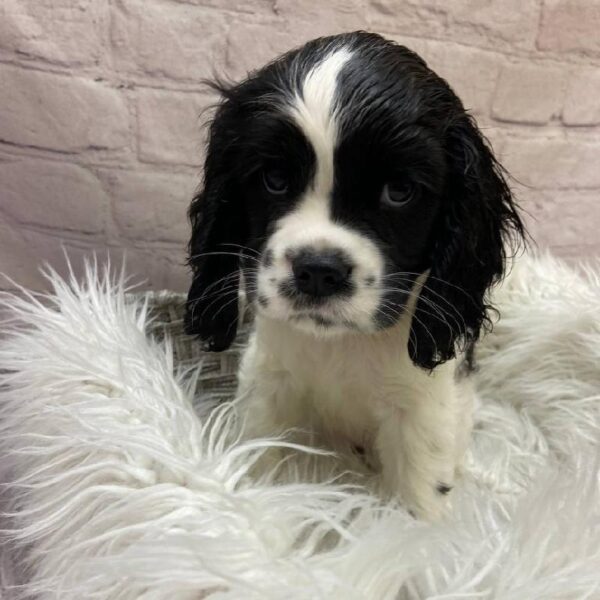 Cockalier-DOG-Female-Black and White-9860-Petland Monroeville, PA