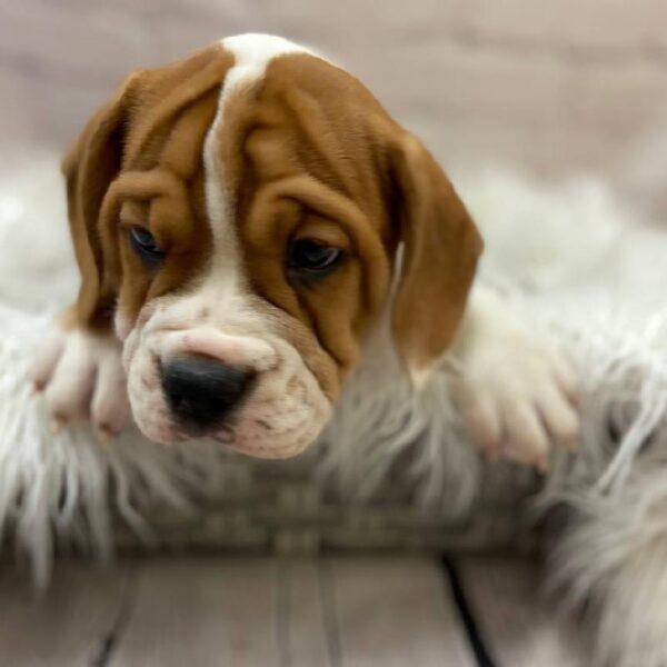 Beabull-DOG-Male-Fawn / White-9862-Petland Monroeville, PA