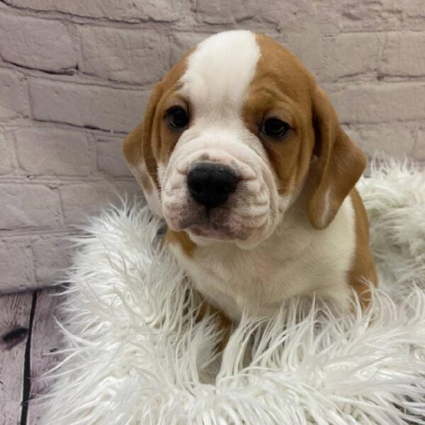 Beabull-DOG-Male-Fawn / White-9863-Petland Monroeville, PA