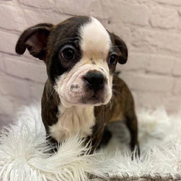 Boston Terrier-DOG-Male-Brindle and White-9856-Petland Monroeville, PA