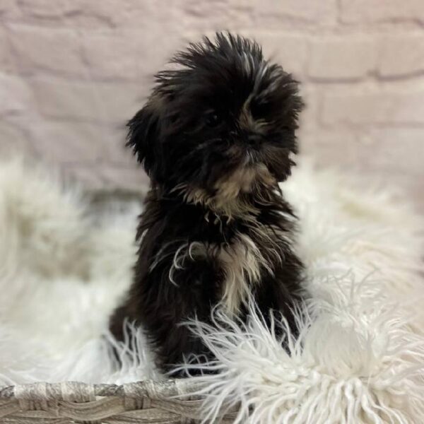 Shih Tzu-DOG-Female-Black-9858-Petland Monroeville, PA