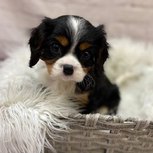 Cavalier King Charles Spaniel-DOG-Male-Tri Color-9859-Petland Monroeville, PA