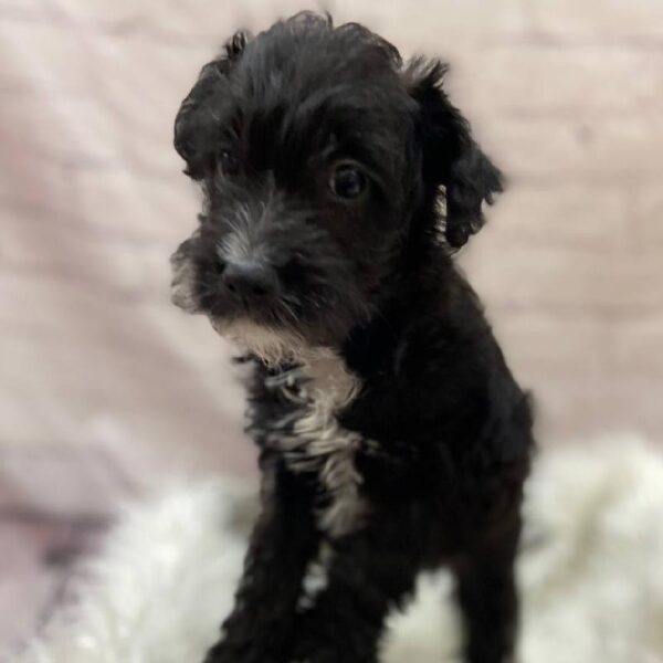 Schnoodle-DOG-Male-Black-9861-Petland Monroeville, PA
