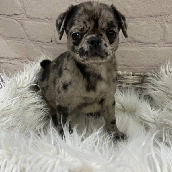 Pug-DOG-Female-Blue Merle-9868-Petland Monroeville, PA