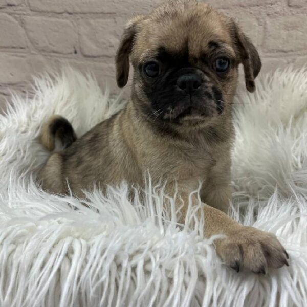 Pug-DOG-Female-Fawn Merle-9869-Petland Monroeville, PA