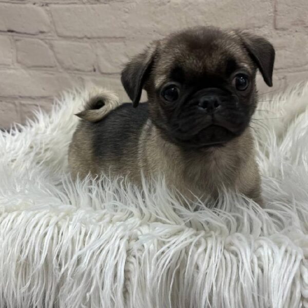 Pug-DOG-Male-Fawn-9870-Petland Monroeville, PA