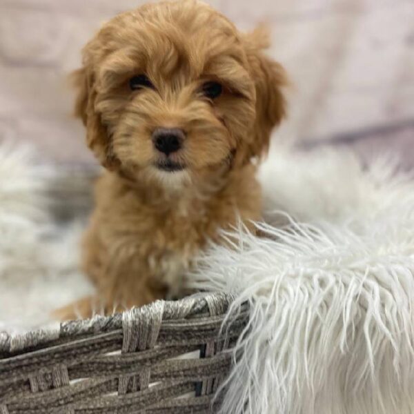 Cockapoo-DOG-Female-Apricot-9890-Petland Monroeville, PA
