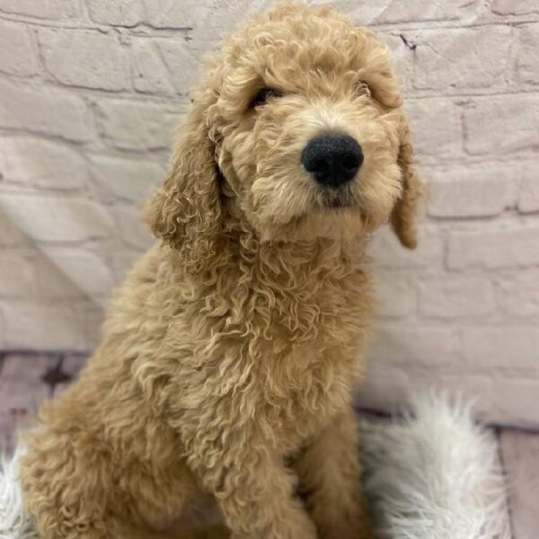 Goldendoodle 2nd Gen.-DOG-Male-Apricot-9889-Petland Monroeville, PA
