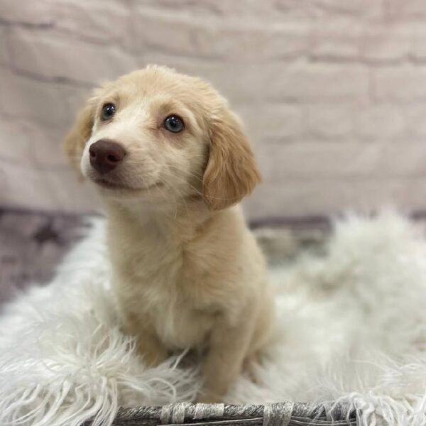 Aussiedoodle-DOG-Female-Cream-9888-Petland Monroeville, PA