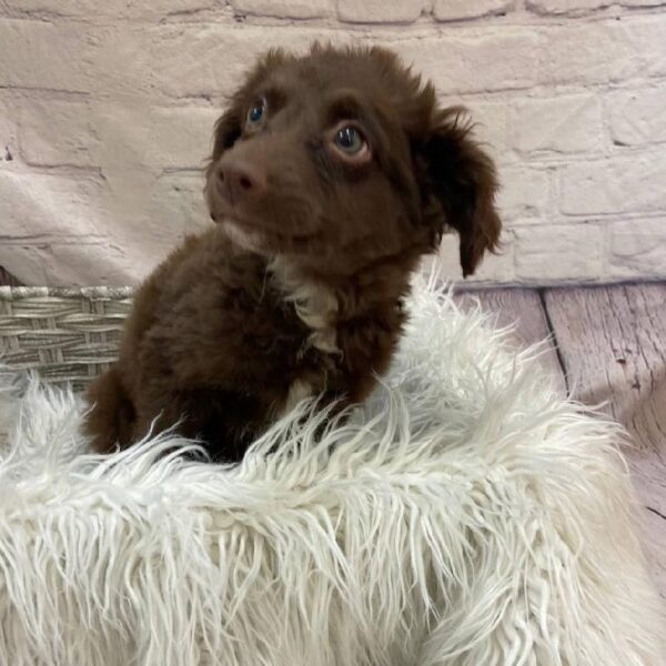 Aussiedoodle-DOG-Male-Bronze-9887-Petland Monroeville, PA