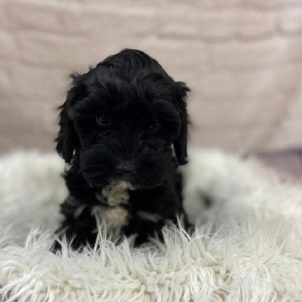 Cavapoo-DOG-Female-Black-9891-Petland Monroeville, PA