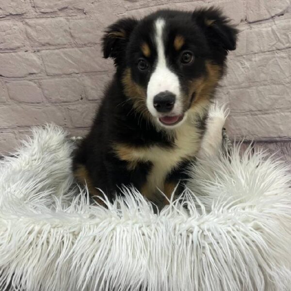 Australian Shepherd-DOG-Female-Black and White-9906-Petland Monroeville, PA