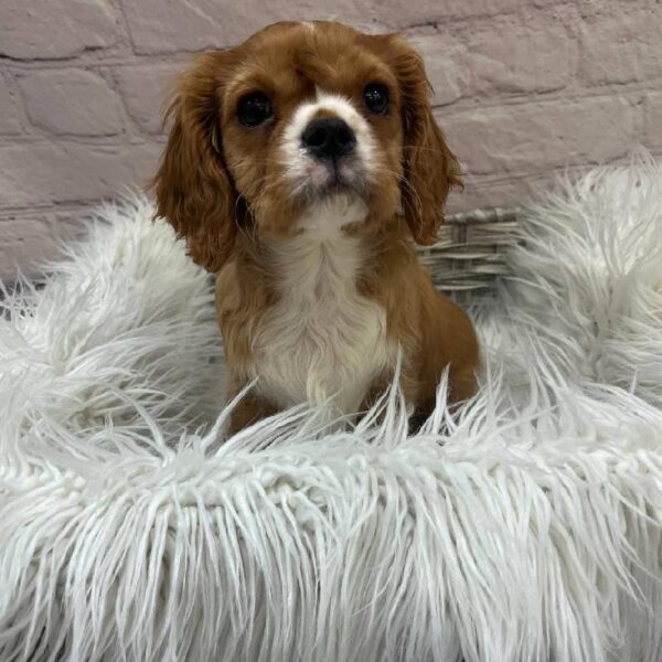 Cavalier King Charles Spaniel-DOG-Male-Ruby-9907-Petland Monroeville, PA
