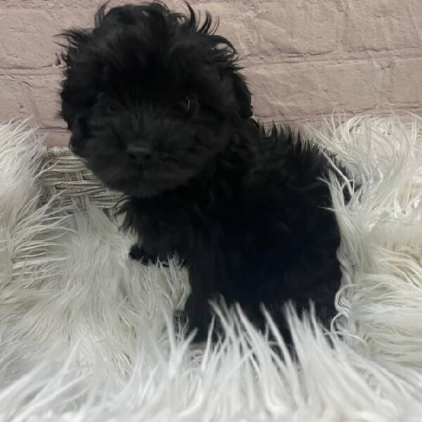 Yorkie-Poo-DOG-Male-Black-9908-Petland Monroeville, PA
