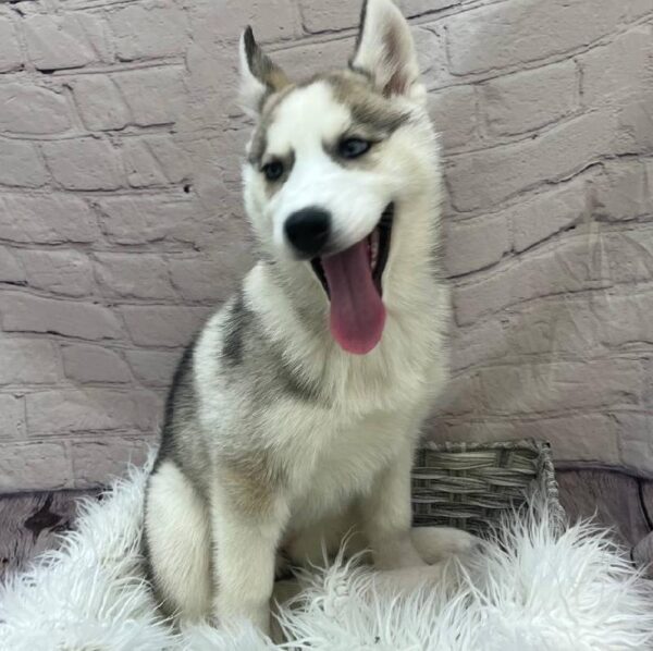 Siberian Husky-DOG-Female-Grey and White-9909-Petland Monroeville, PA