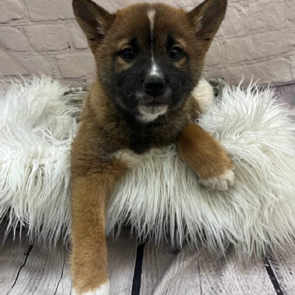 Shiba Inu-DOG-Male-Red and White-9910-Petland Monroeville, PA