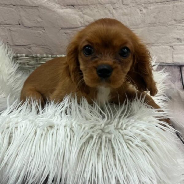 Cavalier King Charles Spaniel-DOG-Female-Ruby-9911-Petland Monroeville, PA