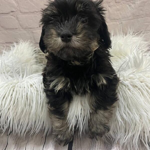 Havanese-DOG-Male-Black and Tan-9914-Petland Monroeville, PA