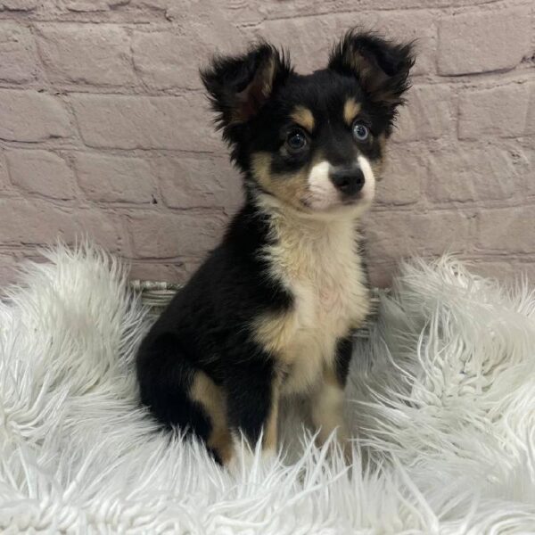 Miniature Australian Shepherd-DOG-Female-Black White and Brown-9916-Petland Monroeville, PA