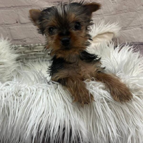 Yorkie-DOG-Male-Black and Tan-9918-Petland Monroeville, PA