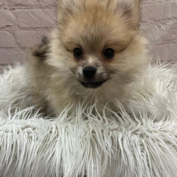 Pomeranian-DOG-Male-Cream Sable-9920-Petland Monroeville, PA