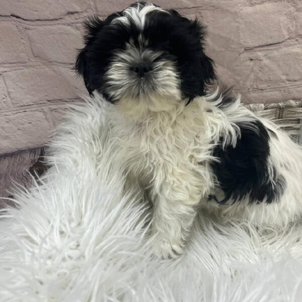 Shih Tzu-DOG-Male-Black and White-9922-Petland Monroeville, PA