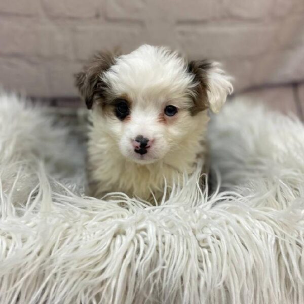 Miniature Australian Shepherd-DOG-Male-Blue Merle White and Tan-9961-Petland Monroeville, PA