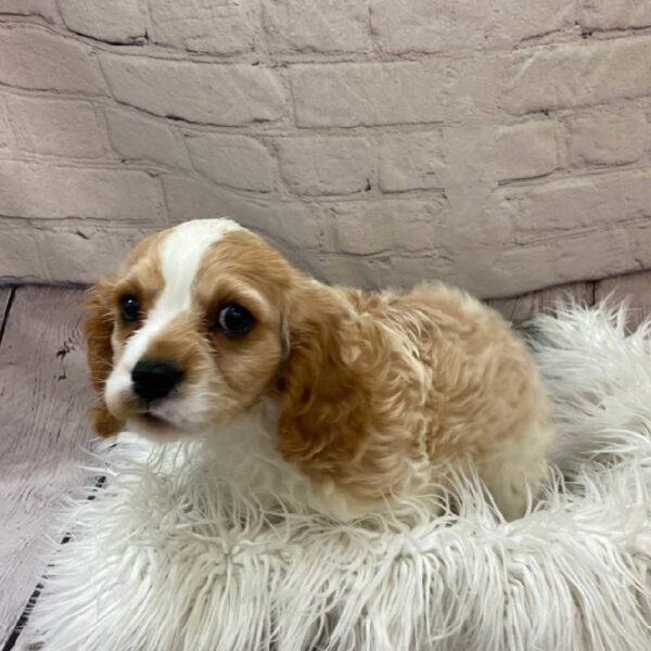 Cavalier King Charles Spaniel-DOG-Male-Blenheim-9957-Petland Monroeville, PA