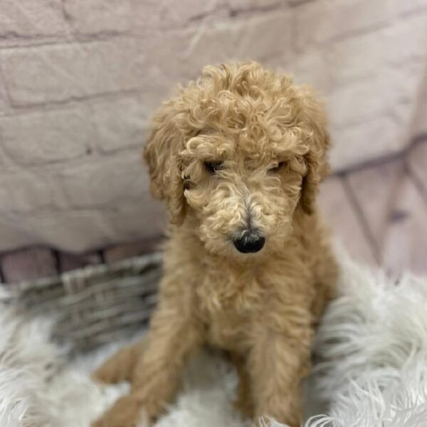 Standard Poodle-DOG-Female-Cream-9958-Petland Monroeville, PA