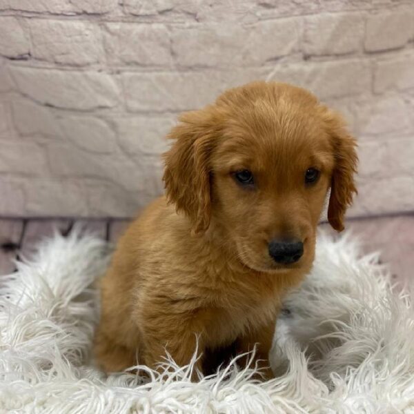 Golden Retriever-DOG-Female-Dark Golden-9952-Petland Monroeville, PA