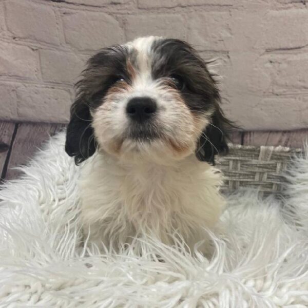 Teddy Bear-DOG-Female-Silver Gold and White-9951-Petland Monroeville, PA