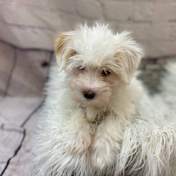 Coton De Tulear-DOG-Female-White-9955-Petland Monroeville, PA