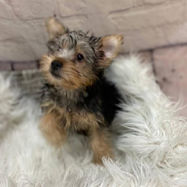 Silky Terrier-DOG-Female-Silver Black and Tan-9950-Petland Monroeville, PA