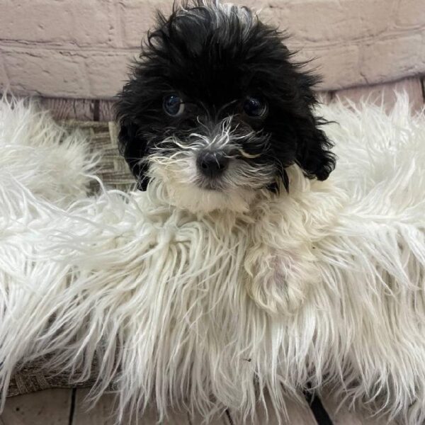 Havanese-Shih Tzu-DOG-Female-Black and White-9953-Petland Monroeville, PA