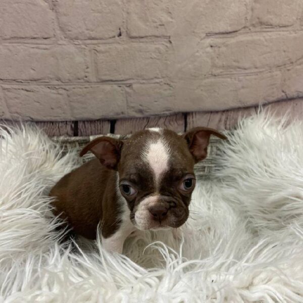 Boston Terrier-DOG-Female-Seal and White-9948-Petland Monroeville, PA