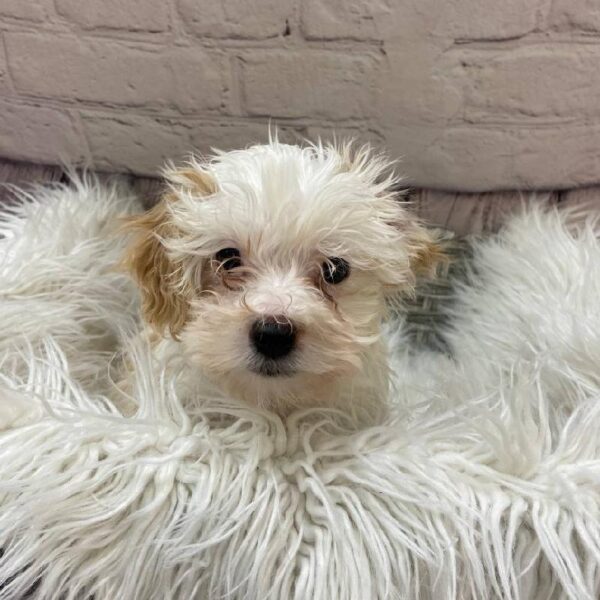 Havanese-Shih Tzu-DOG-Male-Cream-9954-Petland Monroeville, PA