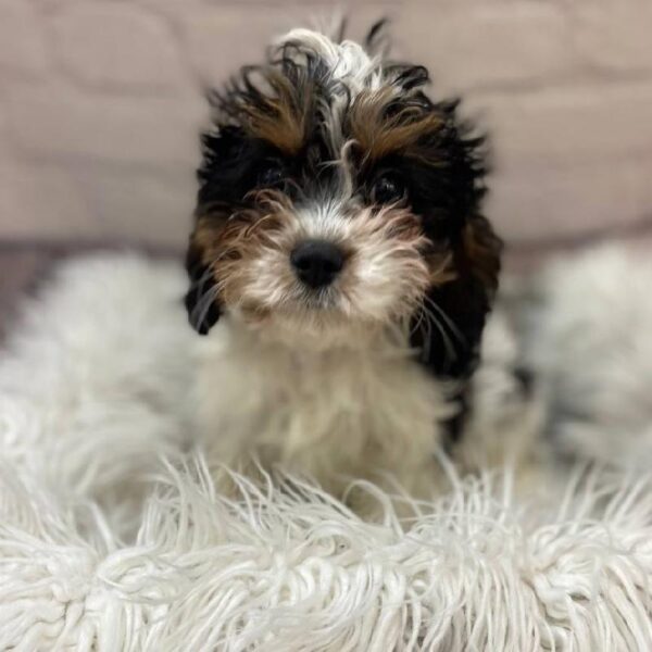 Cavapoo-DOG-Male-Black and Tan-9959-Petland Monroeville, PA