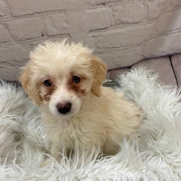 Mini Bernedoodle 2nd Gen-DOG-Female-Cream-9960-Petland Monroeville, PA