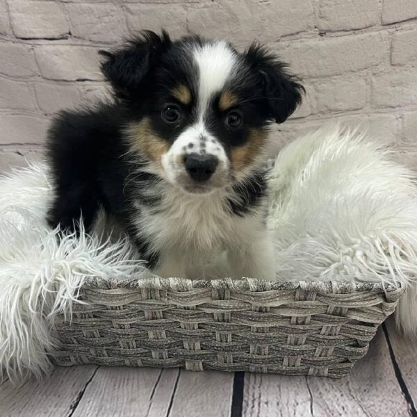 Miniature Australian Shepherd-DOG-Female-Black White and Brown-9983-Petland Monroeville, PA
