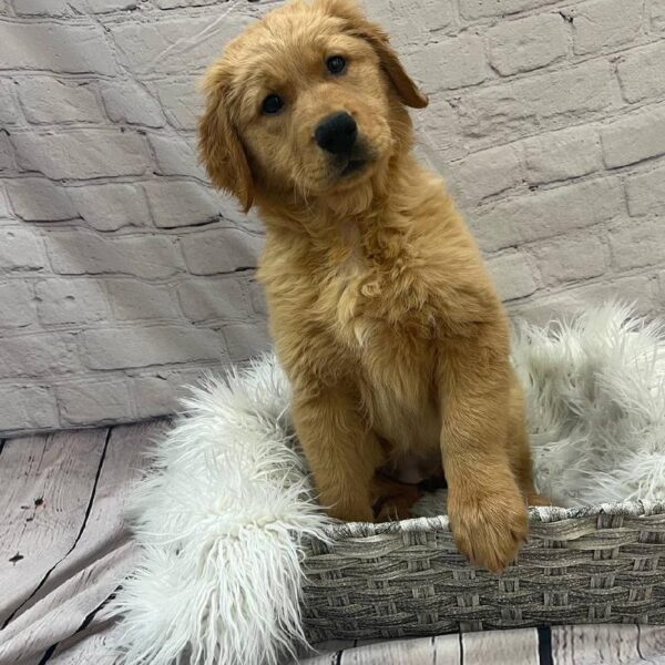 Golden Retriever-DOG-Female-Golden-9981-Petland Monroeville, PA