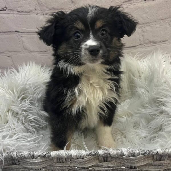 Miniature Australian Shepherd-DOG-Female-Black and White-9985-Petland Monroeville, PA
